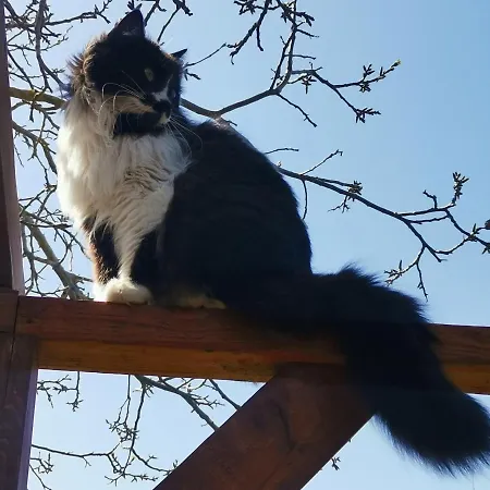 אורחן House Albena דורנקולק