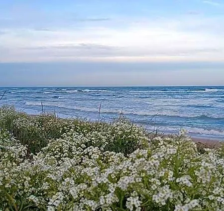 Inn House Albena *