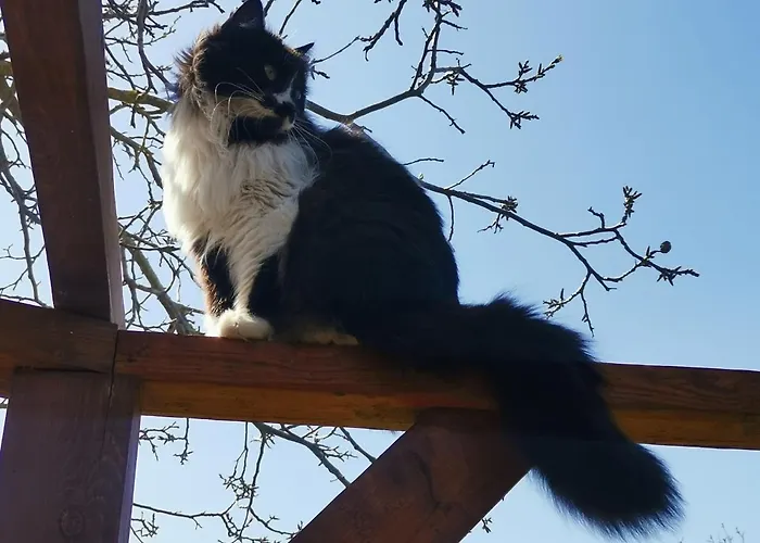 Inn House Albena Durankulak